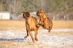 2 Rhodesian Ridgebacks