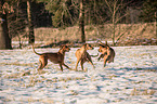 3 Rhodesian Ridgebacks