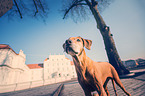 Rhodesian Ridgeback Portrait