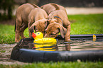 Rhodesian Ridgeback Puppies
