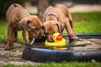 Rhodesian Ridgeback Puppies