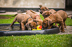 Rhodesian Ridgeback Puppies