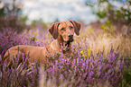Rhodesian Ridgeback Portrait