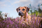 Rhodesian Ridgeback Portrait