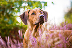 Rhodesian Ridgeback Portrait