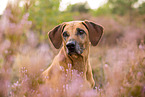 Rhodesian Ridgeback Portrait