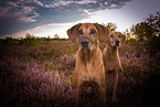2 Rhodesian Ridgebacks