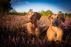 2 Rhodesian Ridgebacks