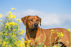 Rhodesian Ridgeback Portrait