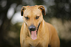 Rhodesian Ridgeback Portrait