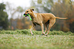 playing Rhodesian Ridgeback