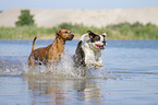 dogs runs through the water