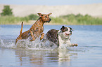 dogs runs through the water