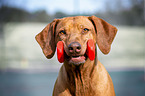 Rhodesian Ridgeback Portrait