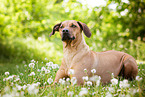 lying Rhodesian Ridgeback