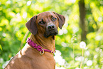 Rhodesian Ridgeback Portrait