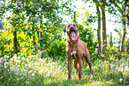 Rhodesian Ridgeback