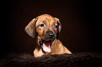 Rhodesian Ridgeback Puppy