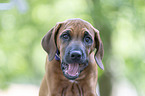 Rhodesian Ridgeback portait