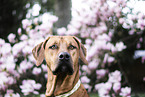 Rhodesian Ridgeback portrait