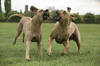 playing Rhodesian Ridgebacks