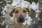 Rhodesian Ridgeback portrait