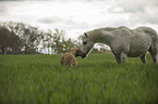 Rhodesian Ridgeback with horse
