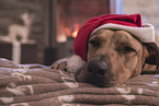 lying Rhodesian Ridgeback