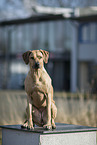 sitting Rhodesian Ridgeback