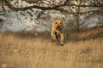 running Rhodesian Ridgeback