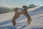 playing Rhodesian Ridgebacks