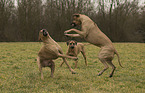 playing Rhodesian Ridgebacks