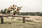 running Rhodesian Ridgebacks