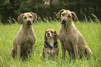 sitting Dogs
