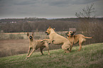 playing Rhodesian Ridgebacks