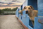 2 Rhodesian Ridgebacks