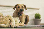 lying Rhodesian Ridgeback