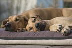 lying Rhodesian Ridgebacks