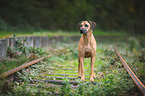 standing Rhodesian Ridgeback