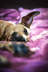 lying Rhodesian Ridgeback