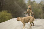 playing Rhodesian Ridgebacks
