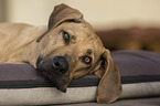 lying Rhodesian Ridgeback