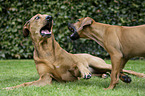 playing Rhodesian Ridgebacks