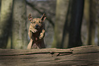 running Rhodesian Ridgeback