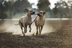 running Rhodesian Ridgebacks