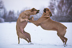 playing Rhodesian Ridgebacks