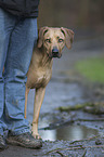 Rhodesian Ridgeback with man