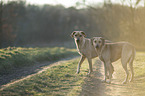 2 Rhodesian Ridgebacks