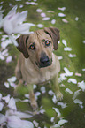 sitting Rhodesian Ridgeback