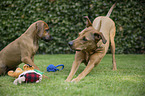 Rhodesian Ridgeback with young dog